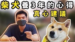 當柴犬養三年❗️最真實的感想告訴你｜柴犬柚醬 醬拔頻道｜ by 柴犬柚醬 醬拔頻道 7,719 views 2 years ago 8 minutes, 17 seconds