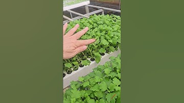 Cây giống Pico trung #caygiongpico #cucpico #cucpicocaymo