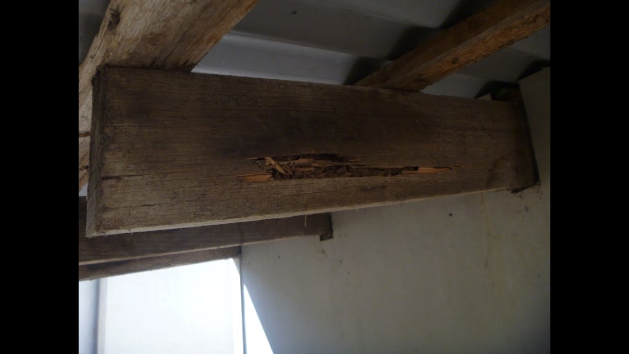 Termites Attack Shed, Garage &amp; House - Part 1 - YouTube
