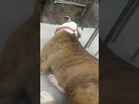 Video: Pitbulls Vēlas Brīvu Kubu Pēc Fidela Kastro Nāves