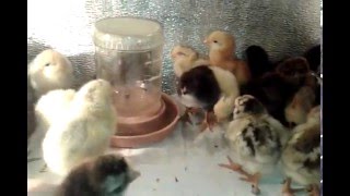Как добиться больше курочек, чем петухов при закладке яиц(Когда Вы закладываете яйца в инкубатор и хотите, чтобы у Вас получилось больше курочек, чем петушков, нужно..., 2016-05-10T02:48:20.000Z)