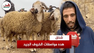 شناق يشرح مواصفات الخروف الجيد ويكشف تقنيات التعرف على خلوه من العيوب ويدافع عن مهنته