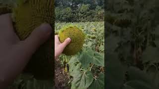Подсолнечник 