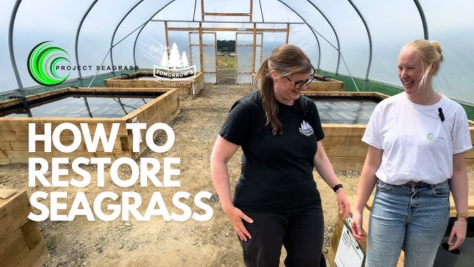 Restoring Seagrass A Decade Of Impact 2024
