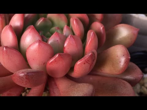 多肉植物 Shorts 紅葉 Succulent ピンクルルビー スカーレット オウンスロー Youtube 多肉植物 Shorts 紅葉 Succulent ピンクルルビー スカーレット オウンスロー Youtube