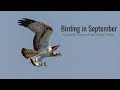 BIRD WATCHING IN SEPTEMBER | Guided birding tours of the Ebro Delta