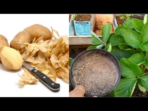 Vídeo: As cascas de batata podem entrar no composto – dicas sobre como adicionar cascas de batata às pilhas de compostagem