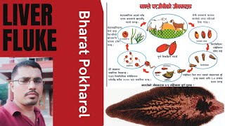 #Liver Fluke# Bharat Pokharel