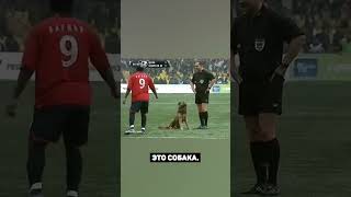 ПЕС СОРВАЛ МАТЧ ЦСКА - СПАРТАК