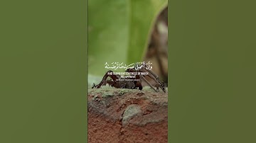 فتبسم ضاحكًا من قولها #قرآن كريم | صوت جميل #بلال_دربالي سورة النمل #quran