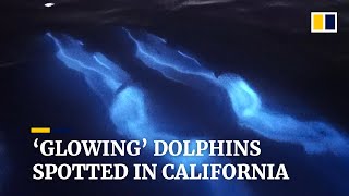 Dolphins ‘glow’ in the dark as they glide through bioluminescent waves off California coast