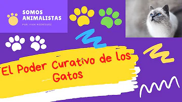 ¿Los gatos curan a los humanos?