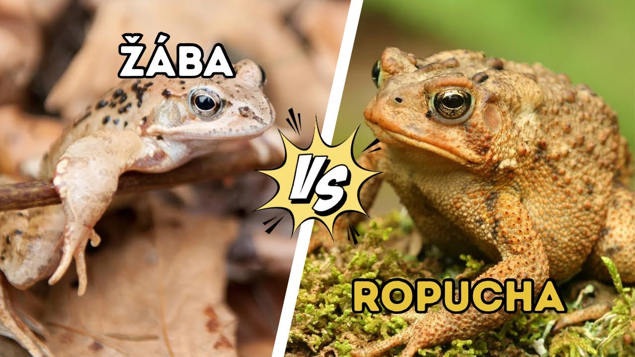 Žába vs. ropucha: Jaký je mezi nimi rozdíl?