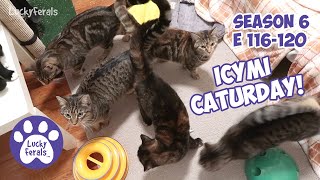 ICYMI Caturday! * Lucky Ferals S6 Episodes 116  120 * Cat Videos Compilation  Feral Kittens