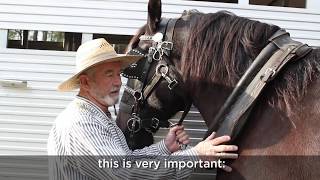 Preparing a Horse for Plowing