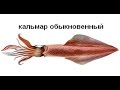 Русская Рыбалка 3 Гренландия  Кальмар обыкновенный
