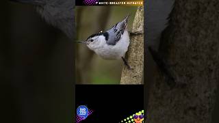 WHITE-BREASTED NUTHATCH | SITTA CAROLINENSIS(AUDIO) @DISCOVER WHATZ UNIQUE #America #AEWA #IUCN