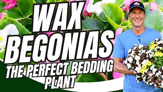 Wax Begonias The Perfect Drought Tolerant Bedding Plant