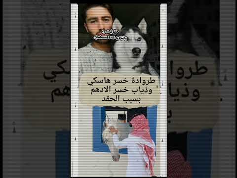 أوف الحقد ارض الخناجر نسره واتباديه گلبوناتي