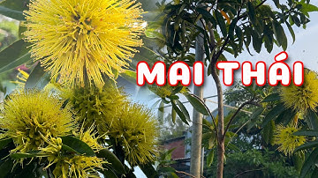Cây Mai Thái hoa đẹp xuất sắc | 0386569374 - Ngọc Ngân Bến Tre | Chuyên cây độc lạ