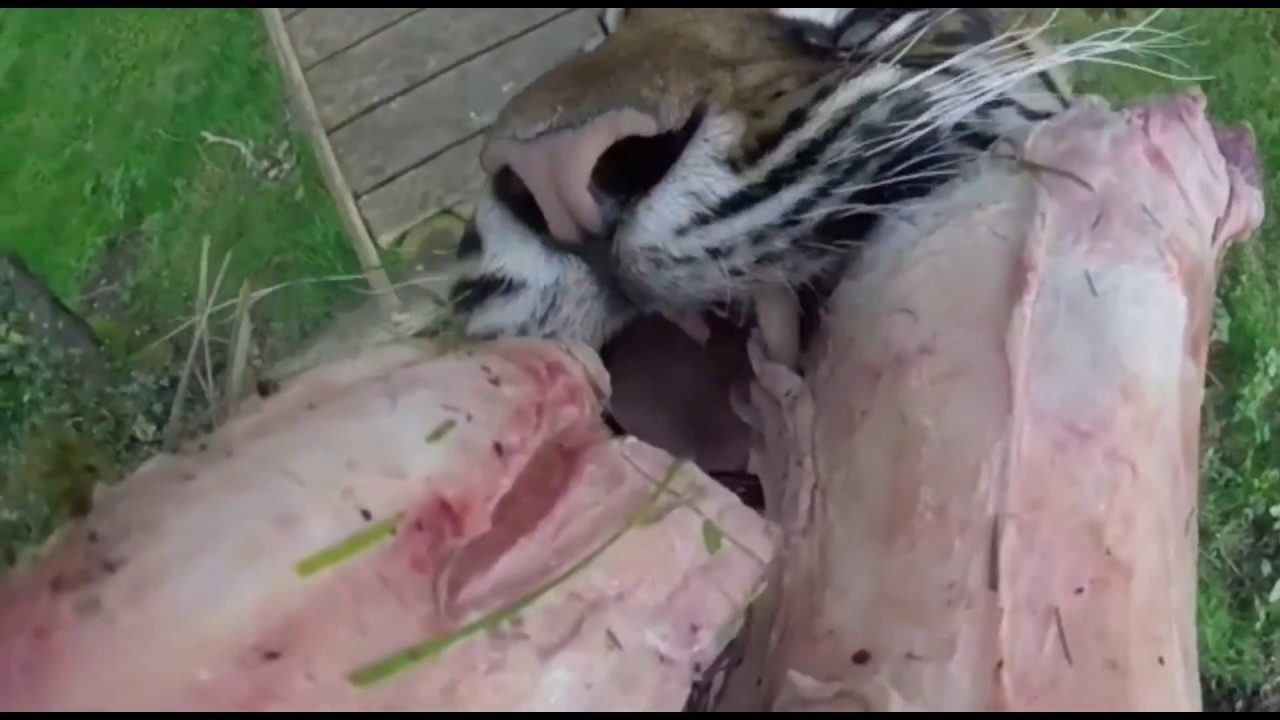 parking Enrichment Feeding for Sumatran Tigers at Fota Wildlife Park