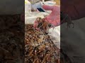 富山湾 の 生ホタルイカ! ボイルして食べてみます!#せり人ムタロー #shorts