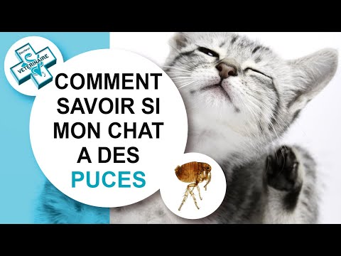 Vidéo: Comment Savoir Si Votre Chat A Des Puces