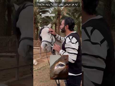  ايه هو مرض بيض الذباب وايه علاجه