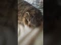 Чиловый котик уже вышел #рекомендации #dance #сваты6 #нанотур #cat #трендытиктока #марьяналокель