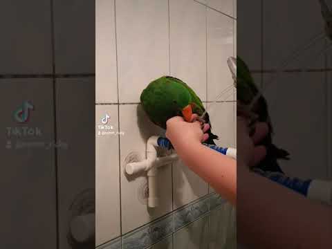 Как мою лапы попугаю.