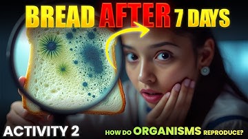 Class 10 Science Chapter 7 | How do Organisms Reproduce | Activity 7.2 Bread Mould Experiment