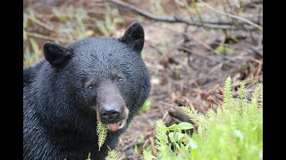 7 jours pour chasser un ours noir : est-ce possible?