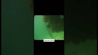 PROVA REAL DE QUE SEREIA EXISTE NO BRASIL  #shorts #viral #curiosidades #sereias