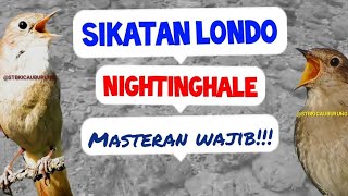 MASTERAN WAJIB !!! FULL SUARA BURUNG SIKATAN LONDO / NIGHTINGHALE @STBKICAUBURUNG