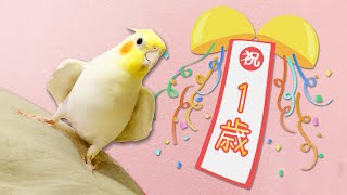 【総集編】祝1歳・オカメインコの1年を振り返る【たまちゃんねる】