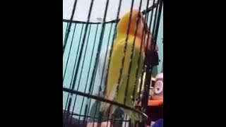 Love bird  vs Cewek Cantik