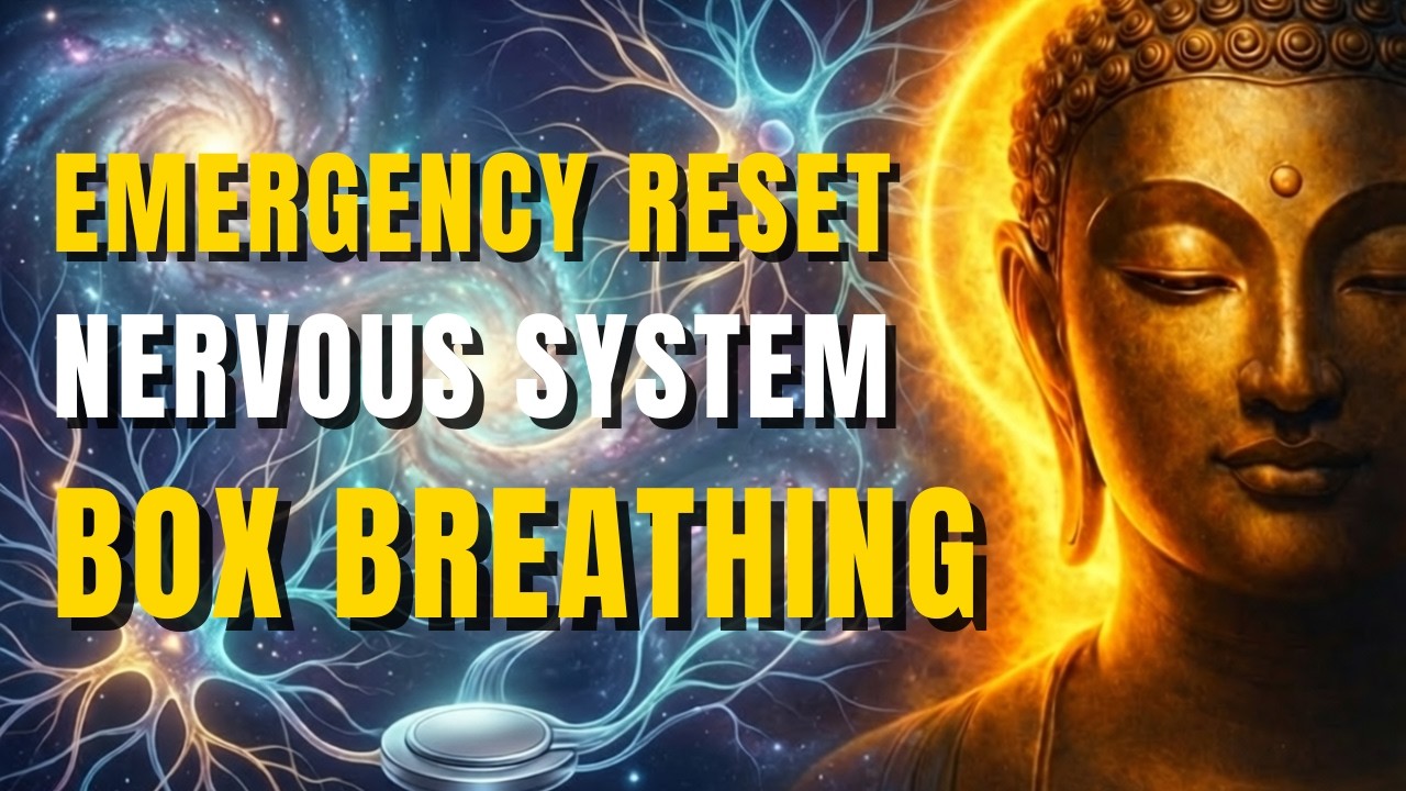 5 Minute Guided Meditation Emergency Nervous System Reset Box 