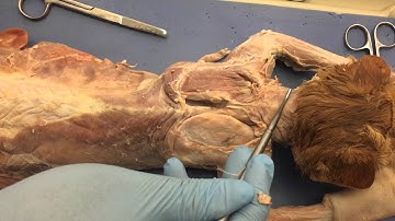 Cat dissection part 4