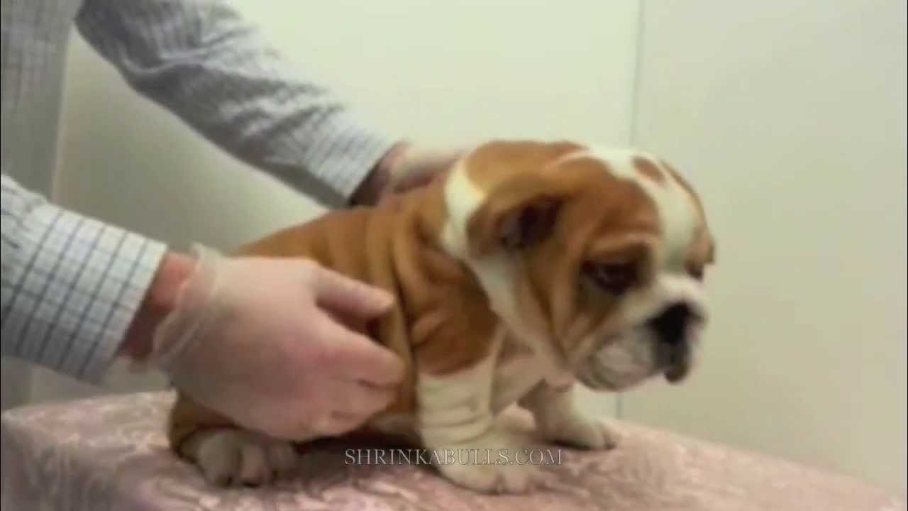 shrinkabulls puppies