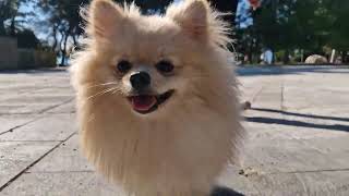 The Secret Reason Bruno the Pomeranian Spitz Puppy Barks at Cameras