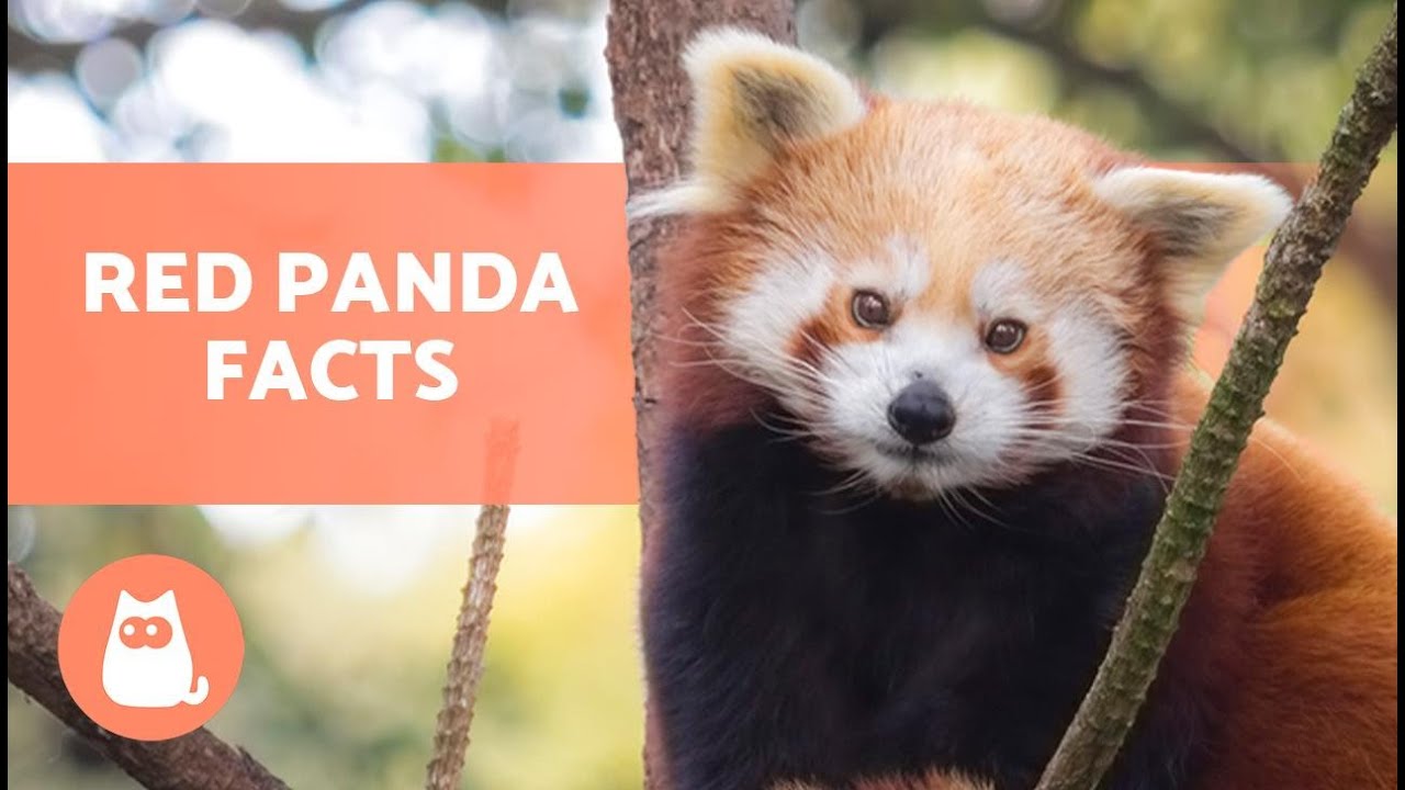 7 Facts to Make You Fall in Love with Red Pandas