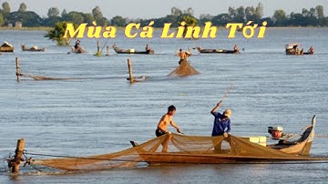 KÍ ỨC MIỀN TÂY - MÙA CÁ LINH TỚI || VIET NAM DISCOVERY