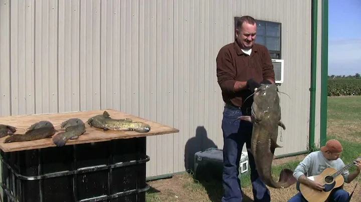 catfishing; Trotlining for flathead (the catch)