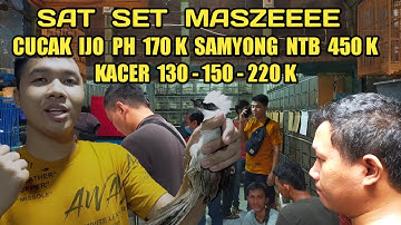 CUCAK IJO PH 170 K KACER 130 K UPDATE HARGA BURUNG MURAH KIOS SIGIT TERBARU PASAR BURUNG PRAMUKA