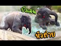 เมื่อควาญหัวถ่ายคลิปเอง❓พากย์เองบัวบานงง😂elephant