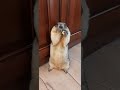 Сурок Тошка#marmot# cute animals#Жадный сурок