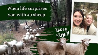 be a sheep