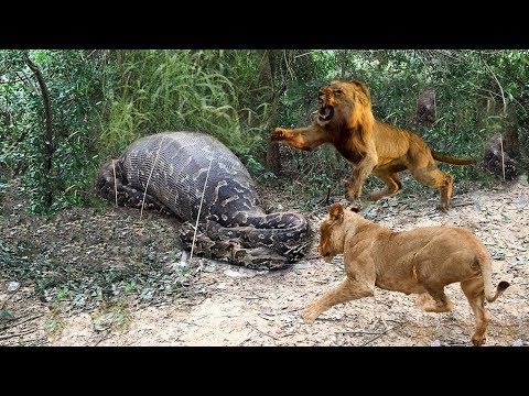 Lions vs Big Python Snake Real Fight | Lions attack Crocodile Lion cheetah - Wild Animal Attacks