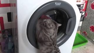 Кошка помогает стиральной машине Кошка помогает стиральной машине