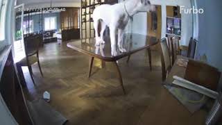 Furbo saves lives- Glass Breaking Alert| Furbo Dog Camera by Furbo Pet Camera 2,443 views 3 years ago 16 seconds